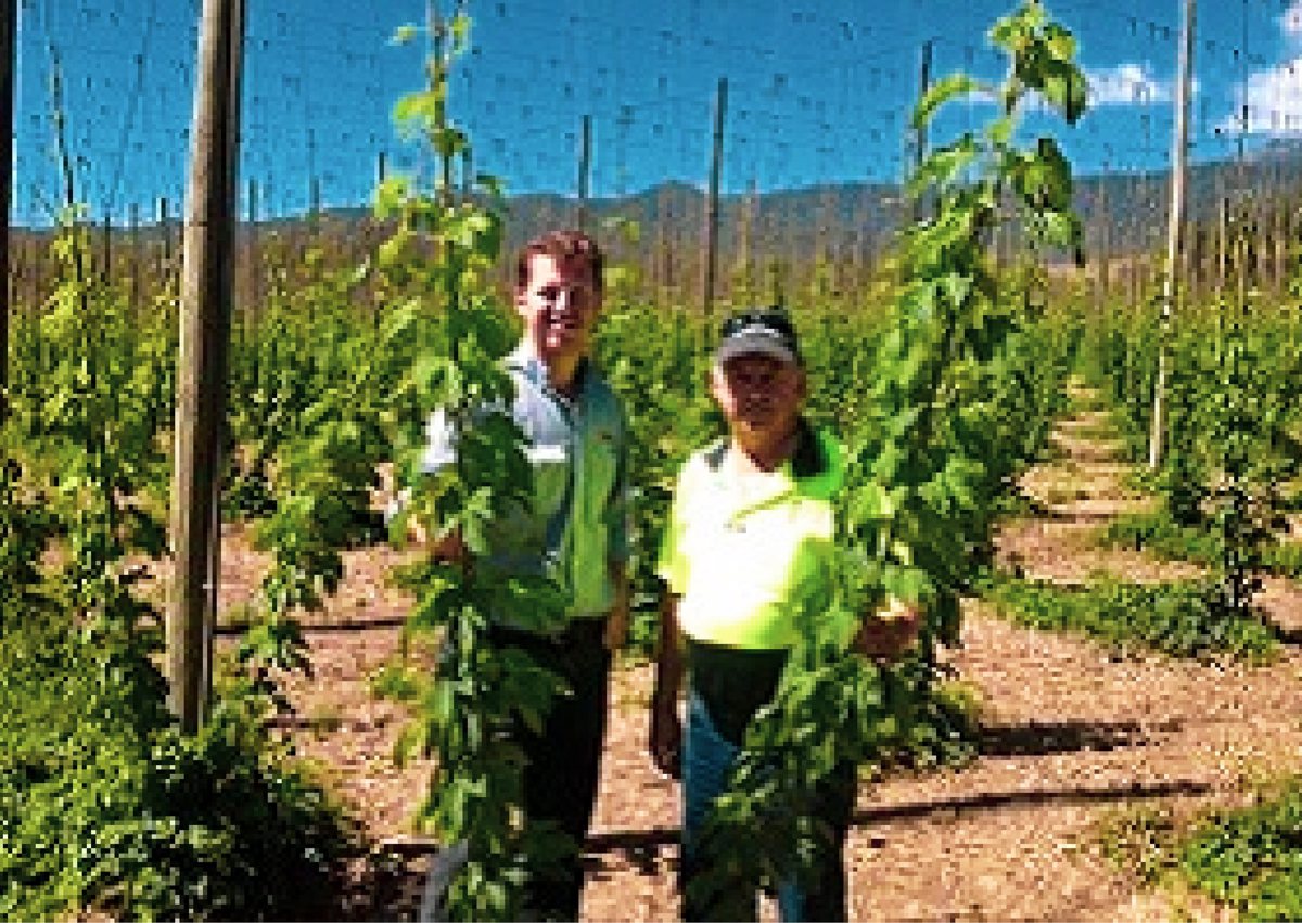 Craft Beer Demands Mean More Hops Crops