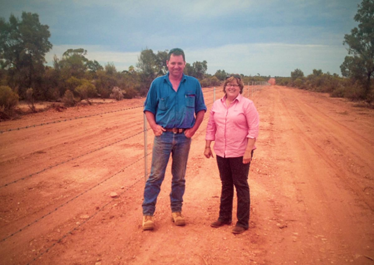 Cattle On Kalgoorlie Highway