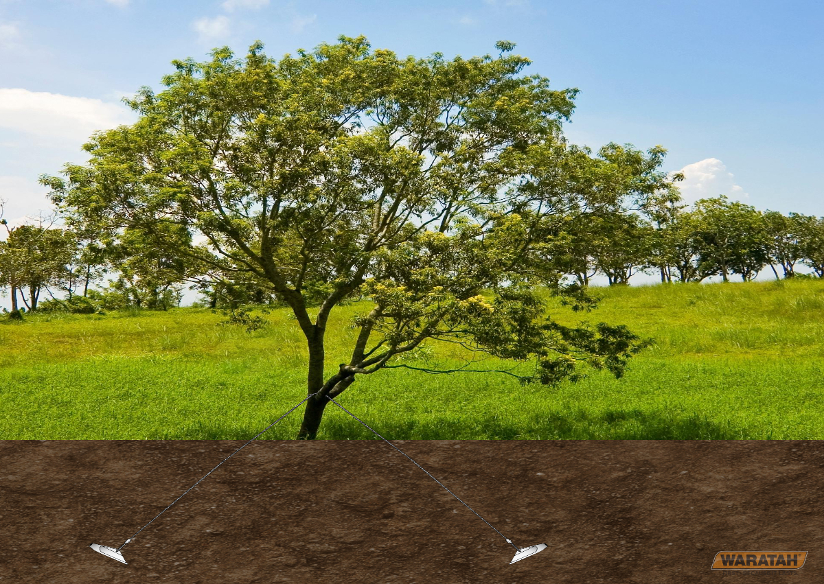 Tree With Ground Anchors