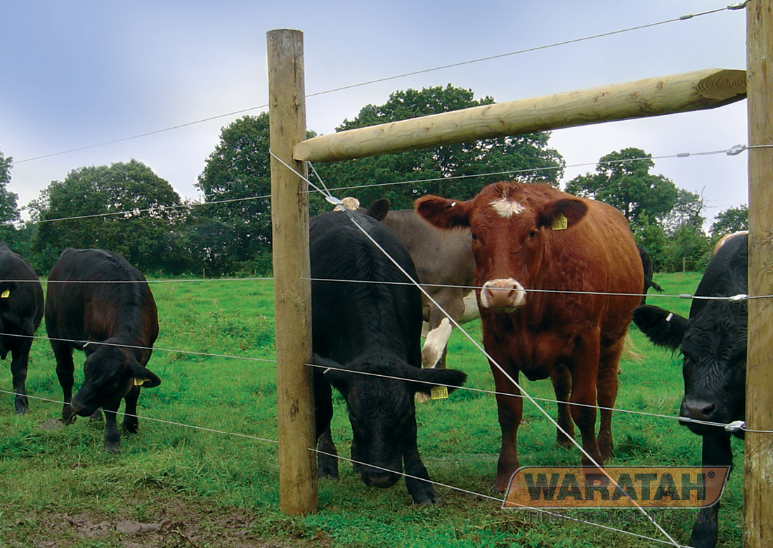 Waratah Gripple Dynamicno42