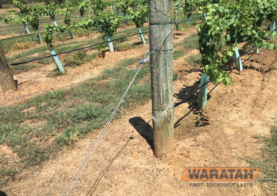 Waratah Gripple Dynamicno4