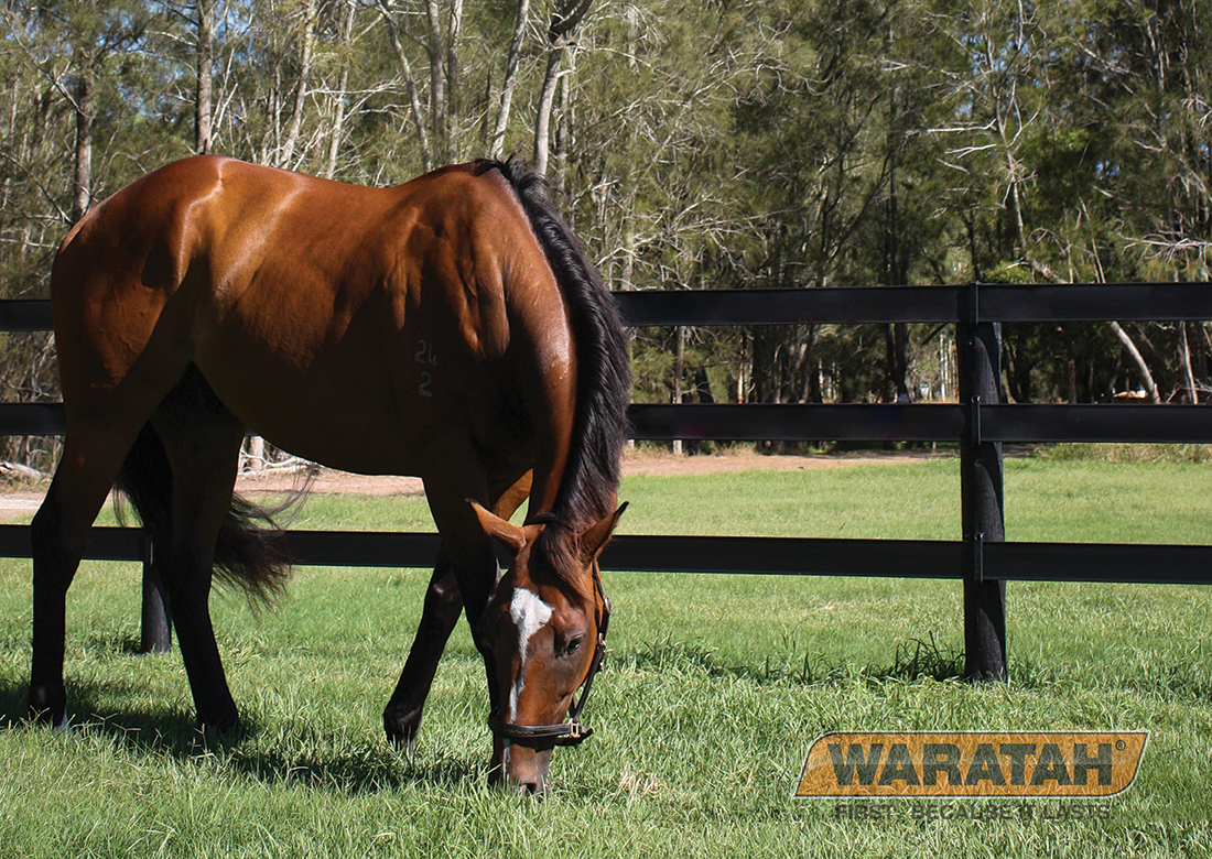 1 WAR Flex Rail Electric Horse Fence