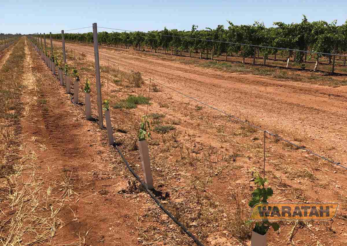 WEB Product Images Vinetrainer Insitu