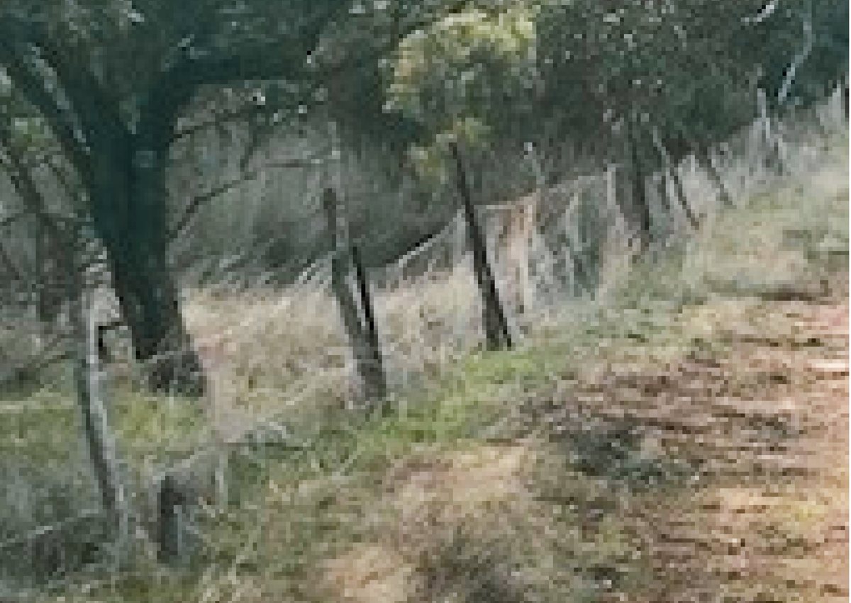 Emus And Kangaroos Ruin Wheat Farms