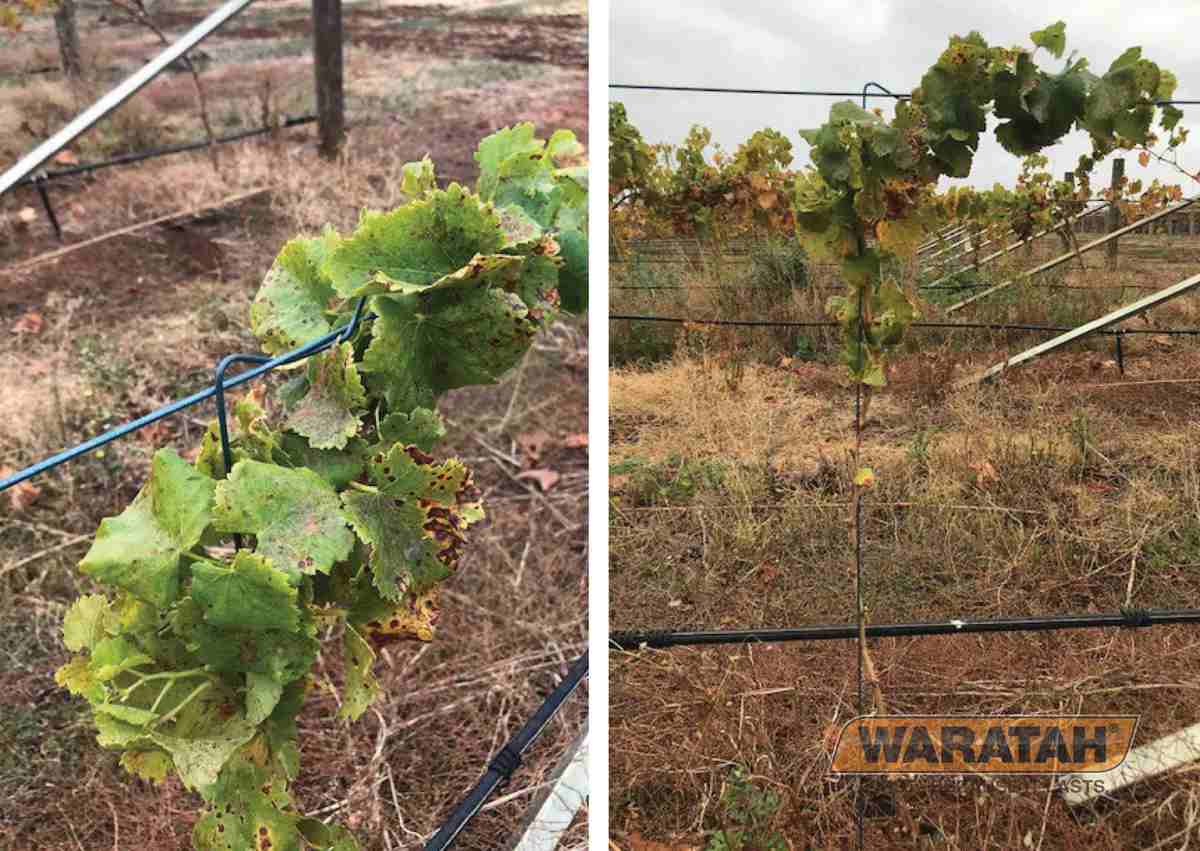 WEB Product Images Vinetrainer Upclose Insitu