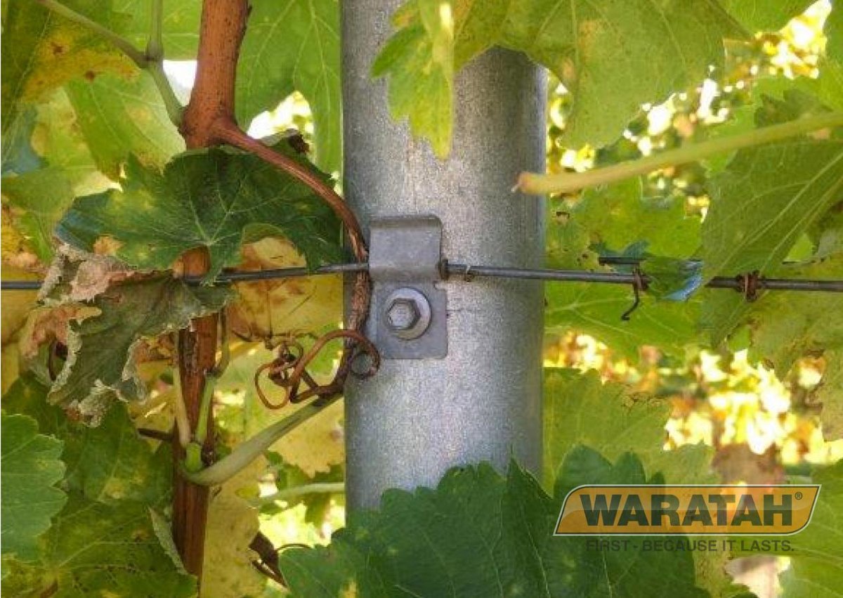 WAR Fencingaccessories Trellis Clip Insitu
