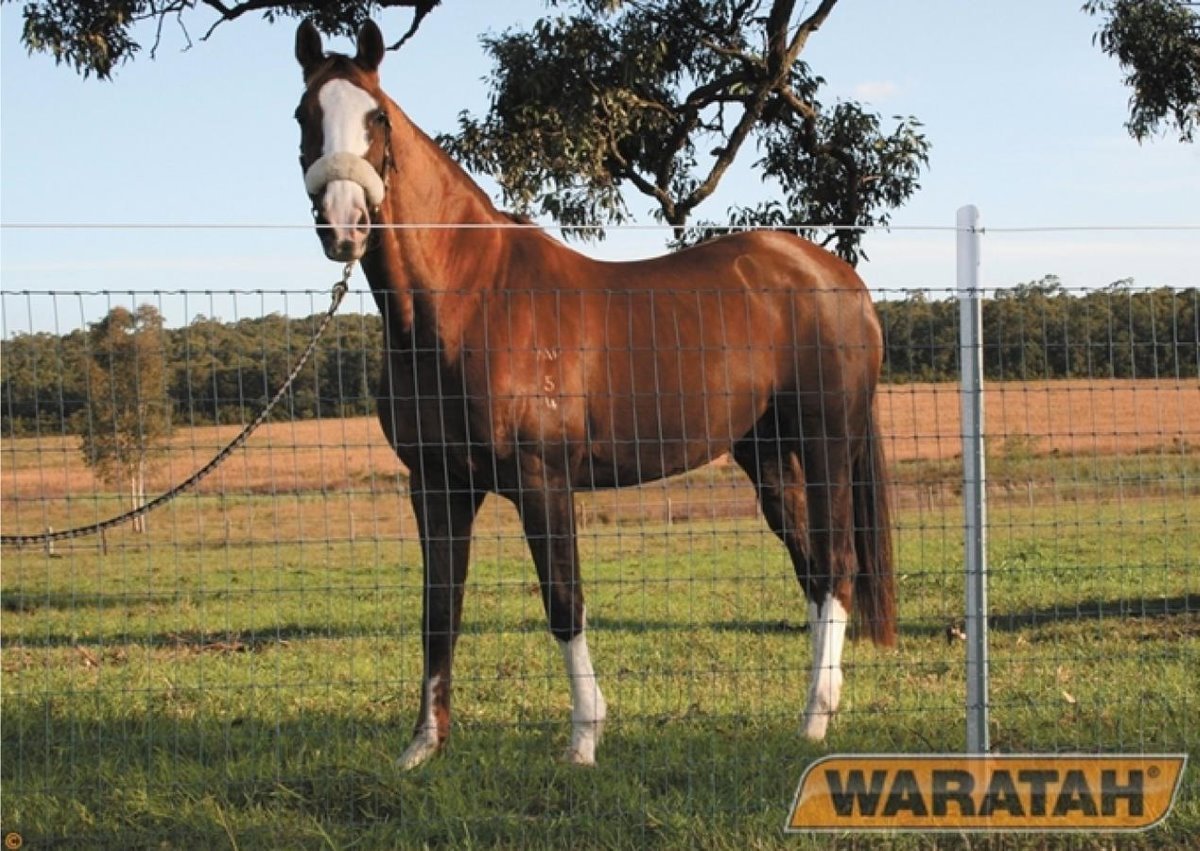 WAR Specialisedfencewire Horsesighter Wire Insitu 03