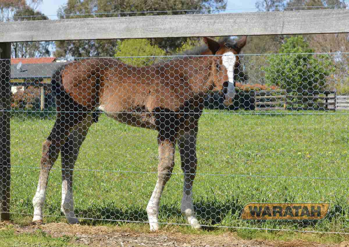 Web Productimages Netting Longlifeblue Foalingyards
