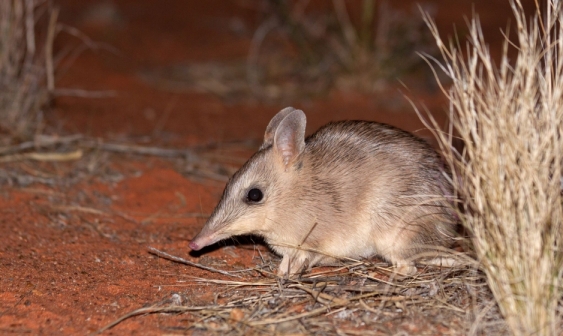 190422-feralfree-bandicoot-copy-1.jpg