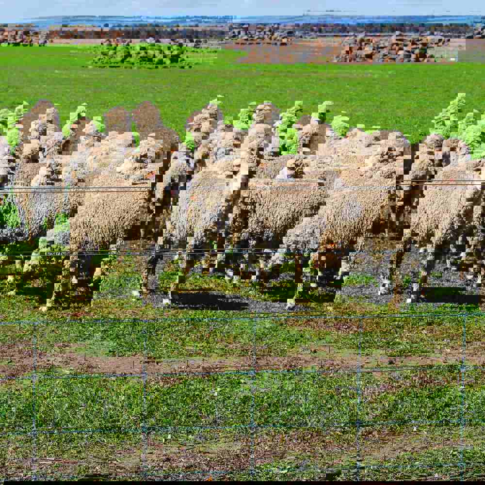 Livestock