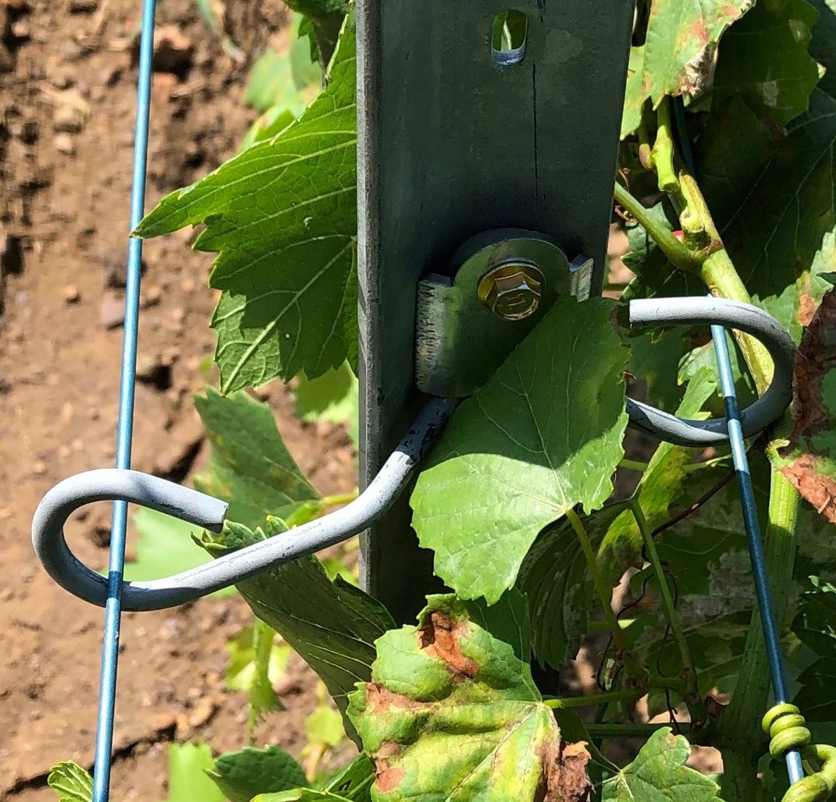 1 Thumbnail New Vineyard Offset 2 Profile