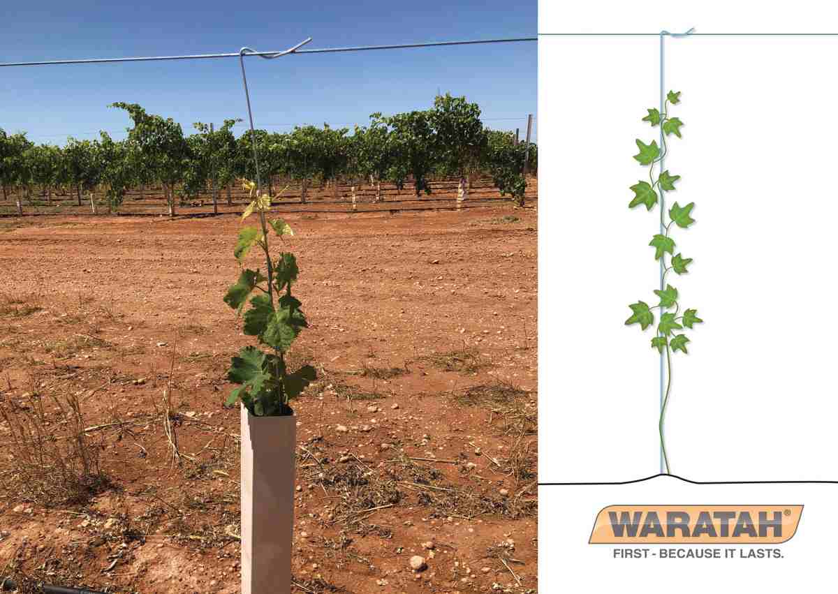 WEB Product Images Vinetrainer Graphic Insitu