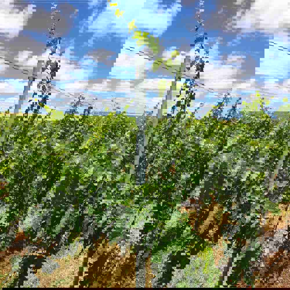Viticulture & Crops