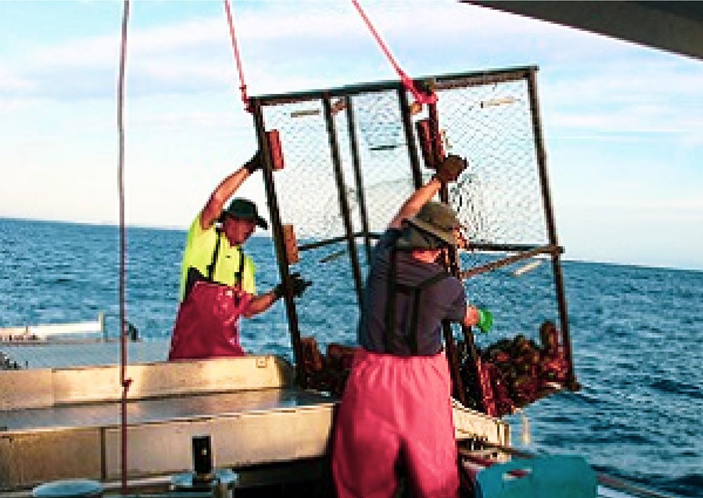 Lobster Traps A Game Changer