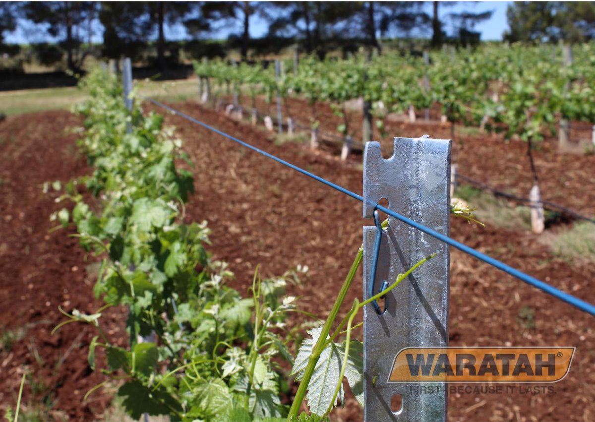 WAR Posts Blue Latch Trellis Posts Insitu