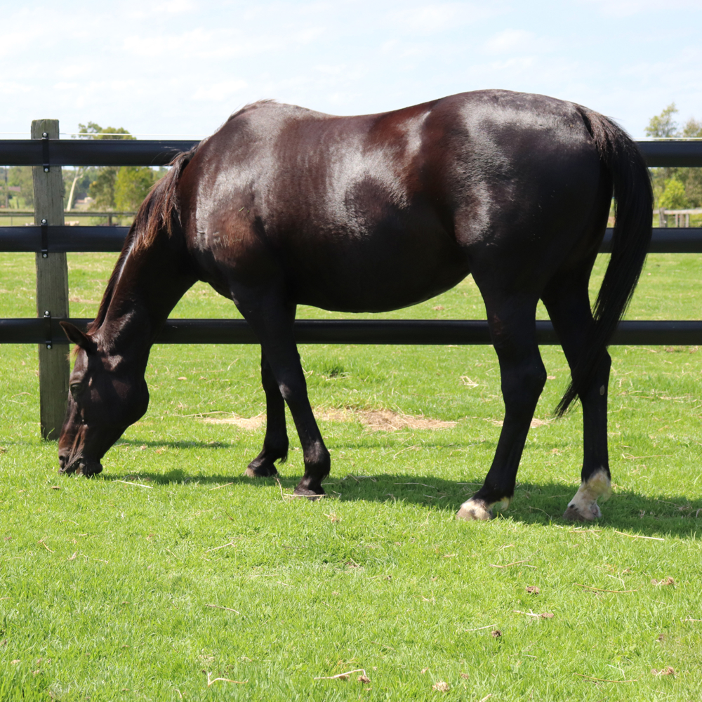 Equine